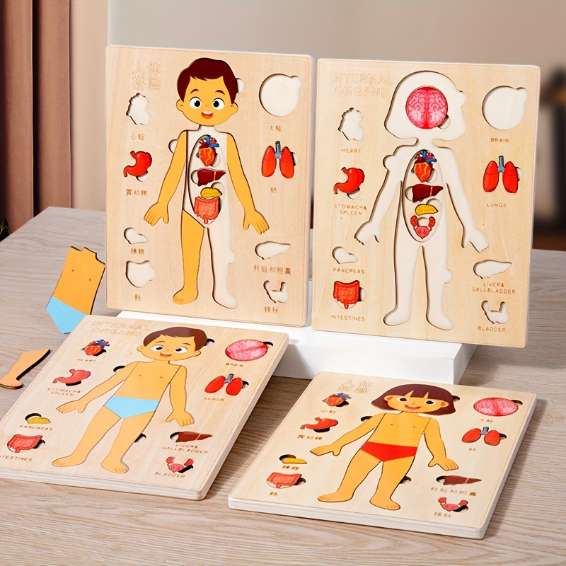 Human Body Puzzle - ชุดตัวต่อปริศนาร่างกายมนุษย์สำหรับเด็กชุดเล่นเกมเพื่อการศึกษาแบบมอนเตสซอรี่ทำจากไม้สำหรับเด็กก่อนวัยเรียน