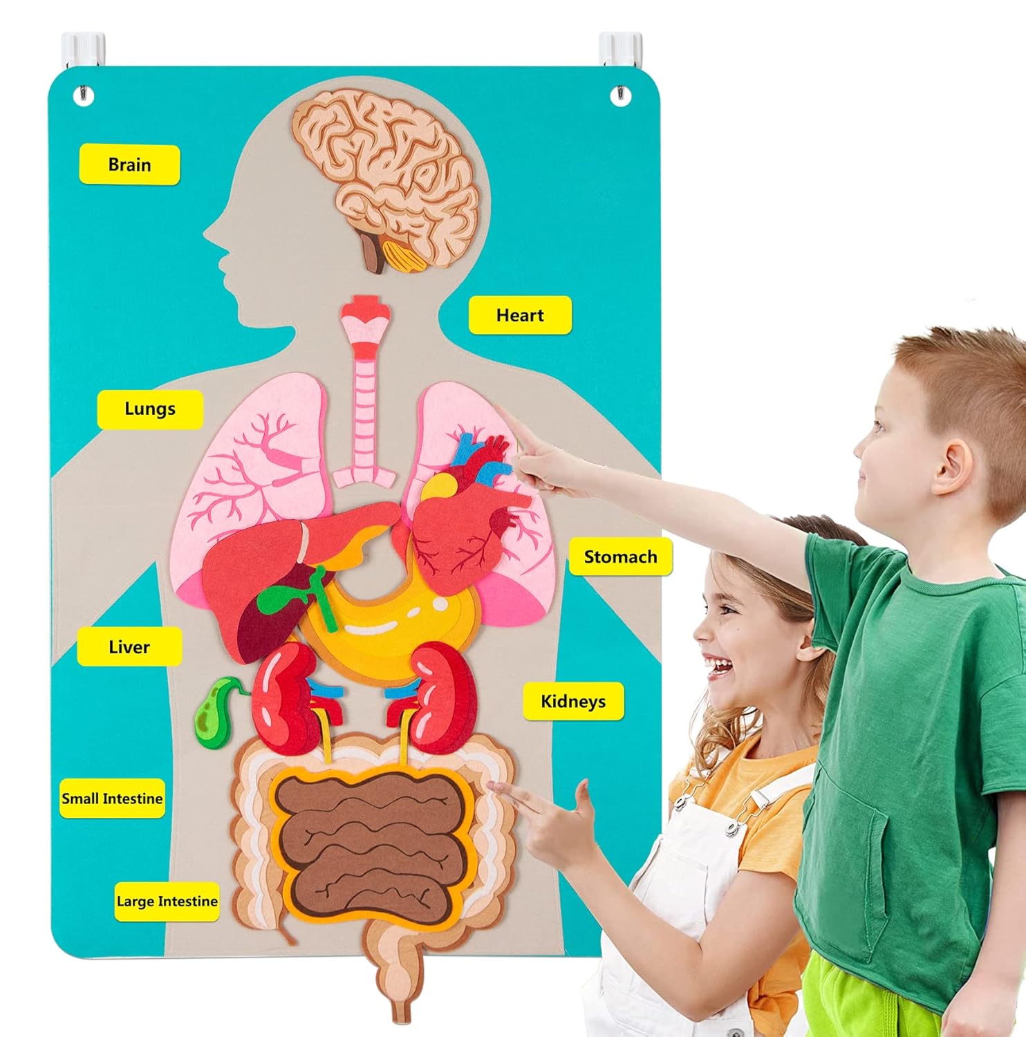 Human Body Puzzle - กระดานสักหลาดชิ้นส่วนร่างกายมนุษย์ นิทานสำหรับเด็ก ของเล่นมอนเตสซอรี่ กิจกรรมเสริมพัฒนาการทางประสาทสัมผัส การสอนในศูนย์ดูแลเด็กก่อนวัยเรียน การเรียนรู้และการศึกษา