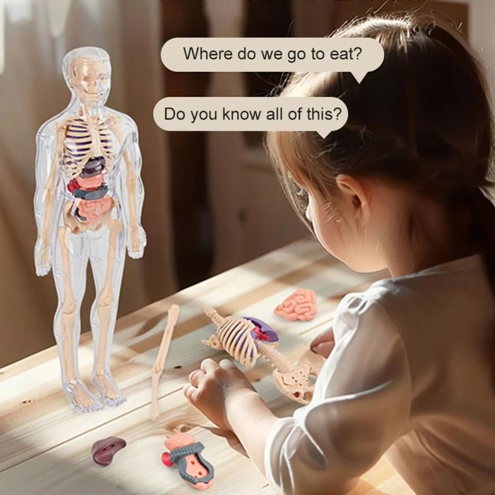 Human Body Puzzle - พลาสติก 3d โมเดลลำตัวมนุษย์ DIY หุ่นจำลองการก่อสร้างวิทยาศาสตร์ปริศนาความรู้ความเข้าใจของเล่นการศึกษาของเล่นโปร่งใส