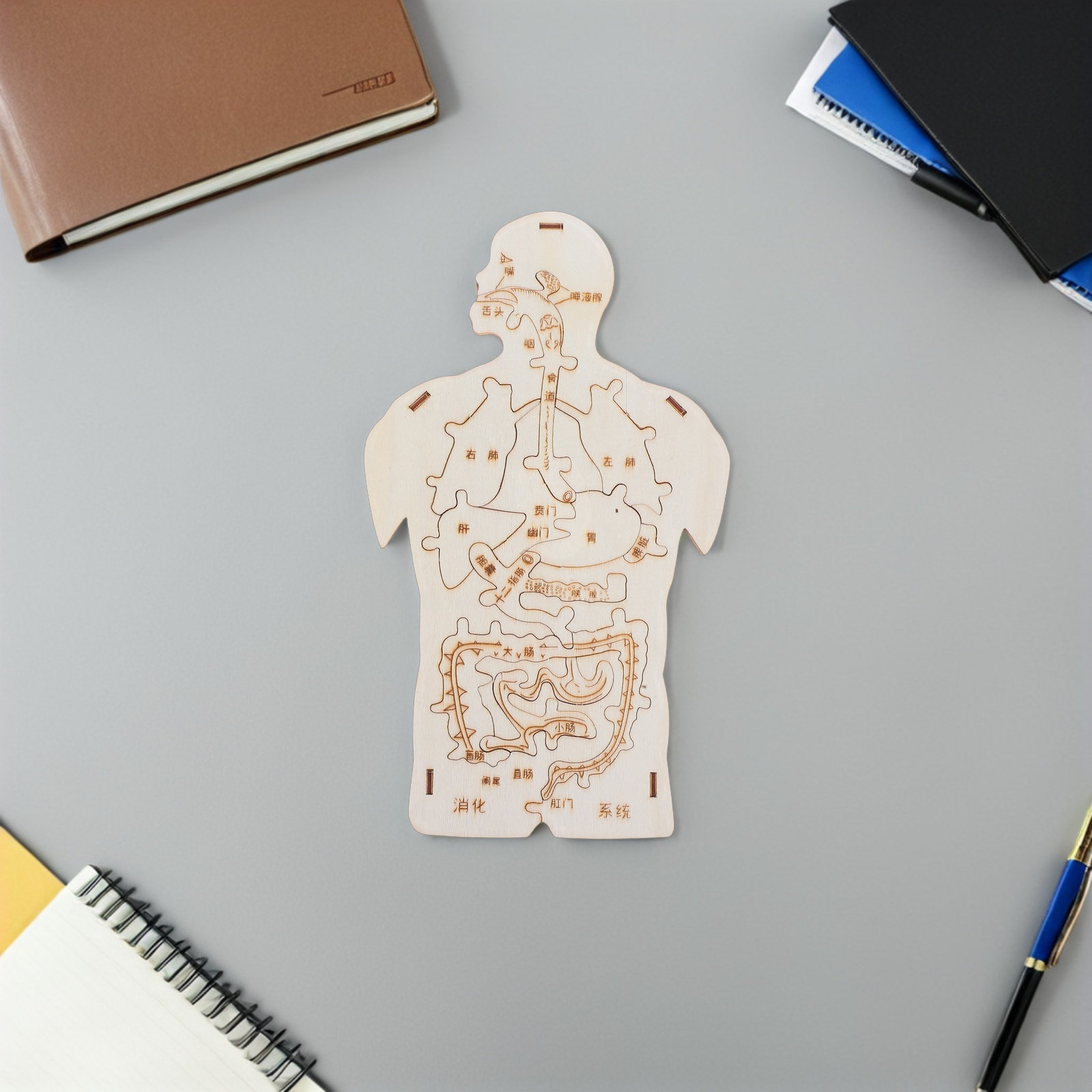 ชุดตัวต่อร่างกายมนุษย์ไม้ 3 ชิ - Human Body Puzzle บทวิจารณ์และราคา