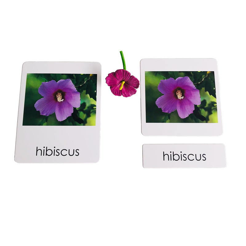 วัสดุภาษามอนเตสซอรี่รุ่นมนุษย์ - Human Body Puzzle บทวิจารณ์และราคา