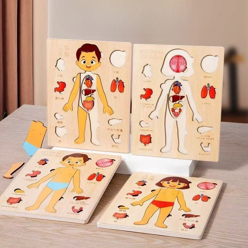 กระดานกิจกรรมมอนเตสซอรี่ ปริศน - Human Body Puzzle บทวิจารณ์และราคา