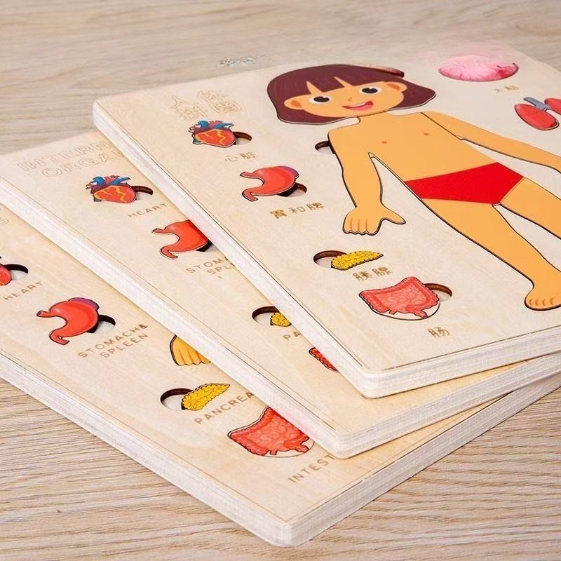 กระดานกิจกรรมมอนเตสซอรี่ ปริศน - Human Body Puzzle บทวิจารณ์และราคา