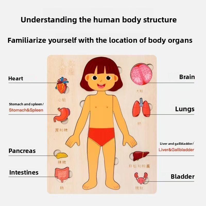 กระดานกิจกรรมมอนเตสซอรี่ ปริศน - Human Body Puzzle บทวิจารณ์และราคา