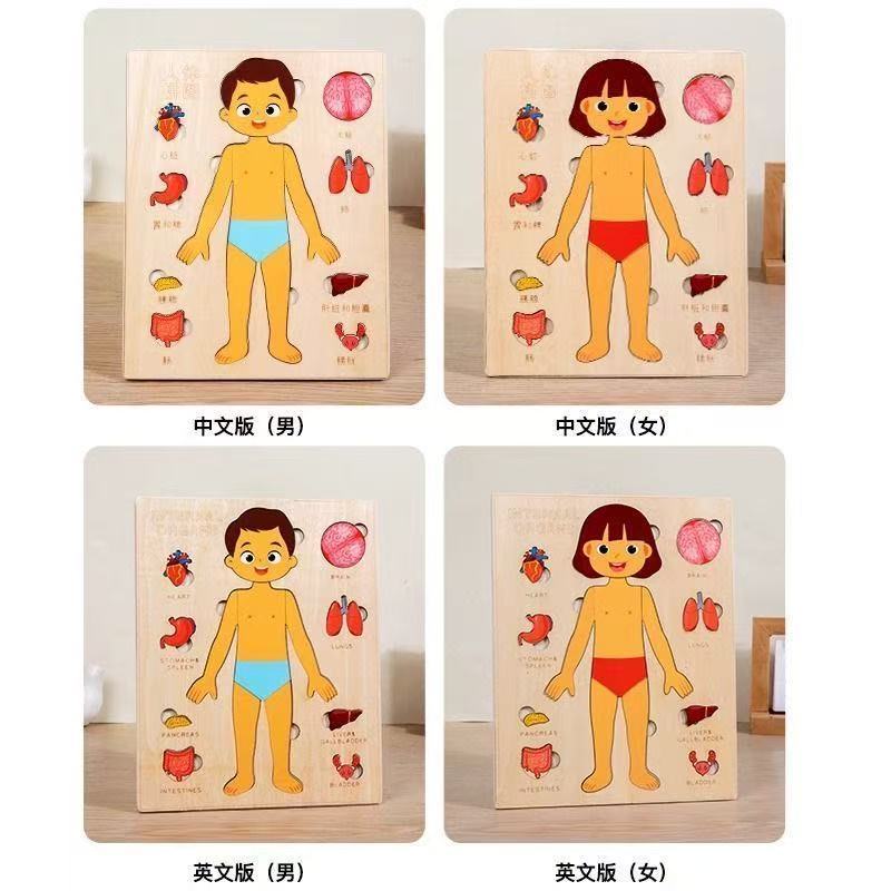 กระดานกิจกรรมมอนเตสซอรี่ ปริศน - Human Body Puzzle บทวิจารณ์และราคา
