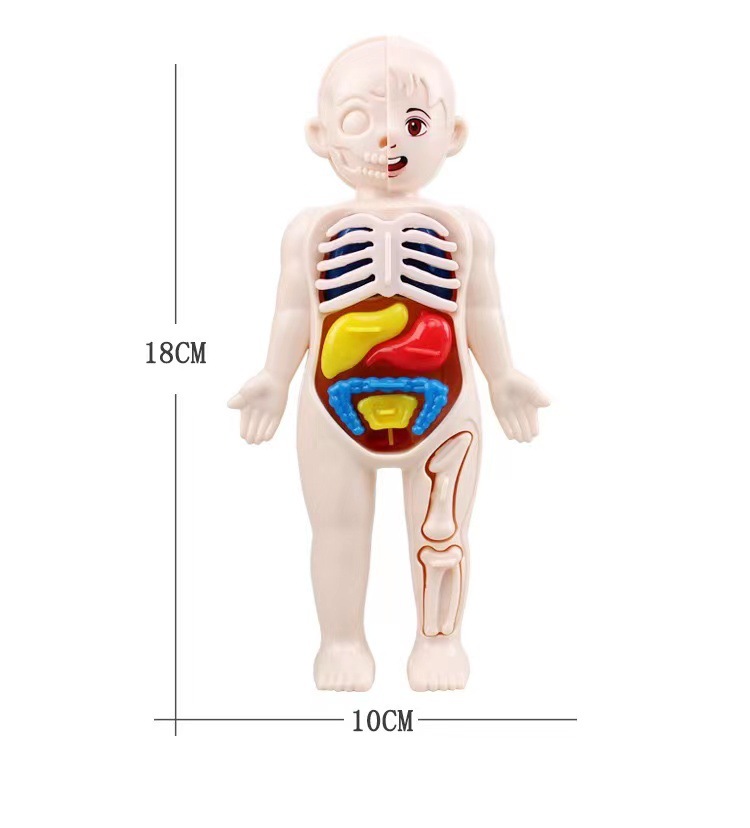มอนเตสซอรี่ 3D ปริศนา 14 ชิ้นก - Human Body Puzzle บทวิจารณ์และราคา