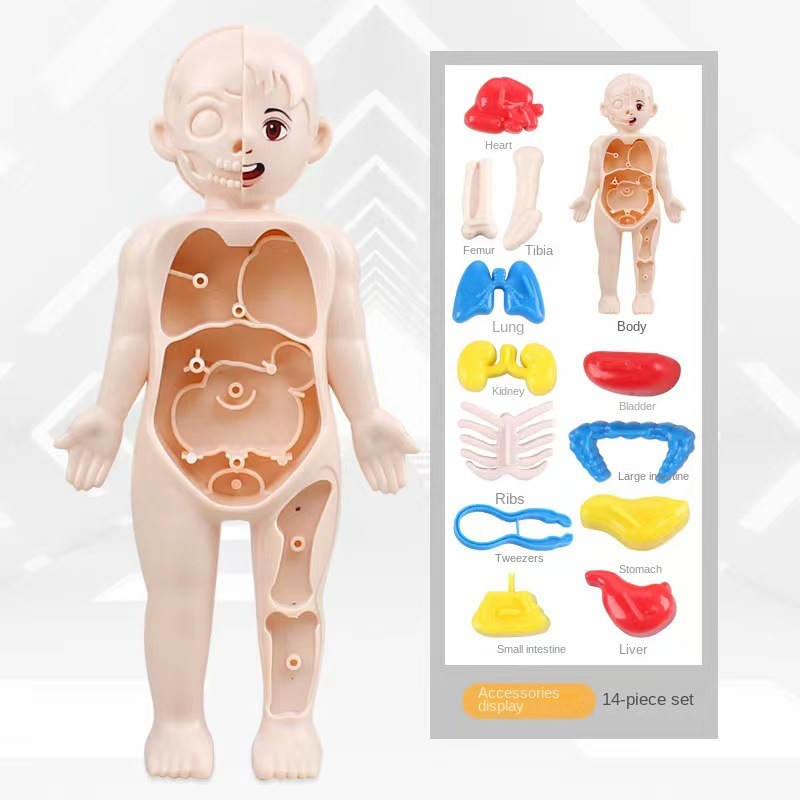 มอนเตสซอรี่ 3D ปริศนา 14 ชิ้นก - Human Body Puzzle บทวิจารณ์และราคา