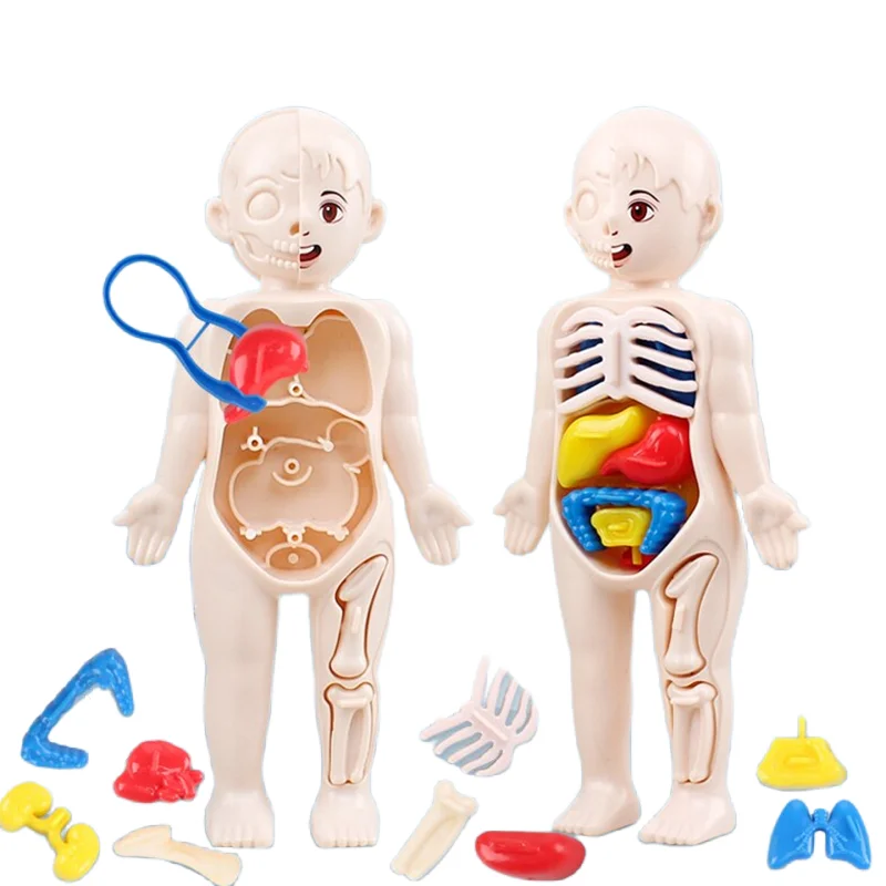 มอนเตสซอรี่ 3D ปริศนา 14 ชิ้นก - Human Body Puzzle บทวิจารณ์และราคา
