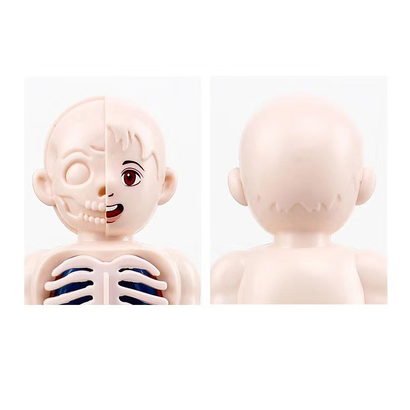 มอนเตสซอรี่ 3D ปริศนา 14 ชิ้นก - Human Body Puzzle บทวิจารณ์และราคา