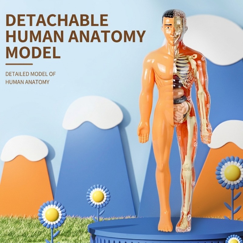 ชุดทดลองวิทยาศาสตร์แบบจำลองร่า - Human Body Puzzle บทวิจารณ์และราคา