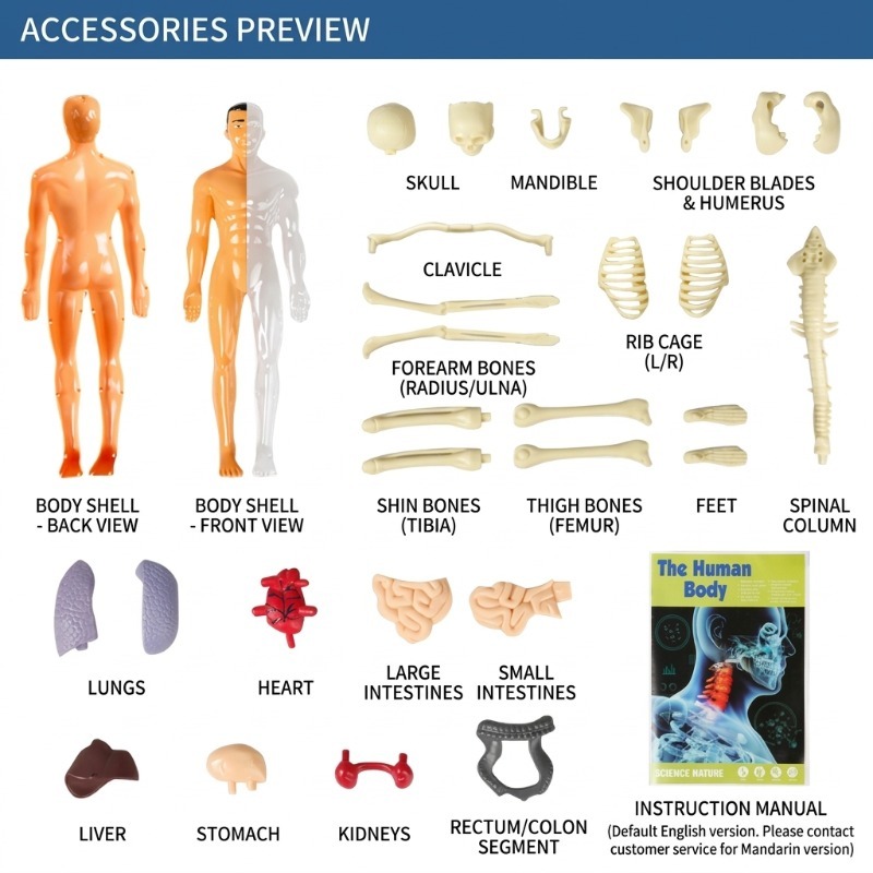ชุดทดลองวิทยาศาสตร์แบบจำลองร่า - Human Body Puzzle บทวิจารณ์และราคา