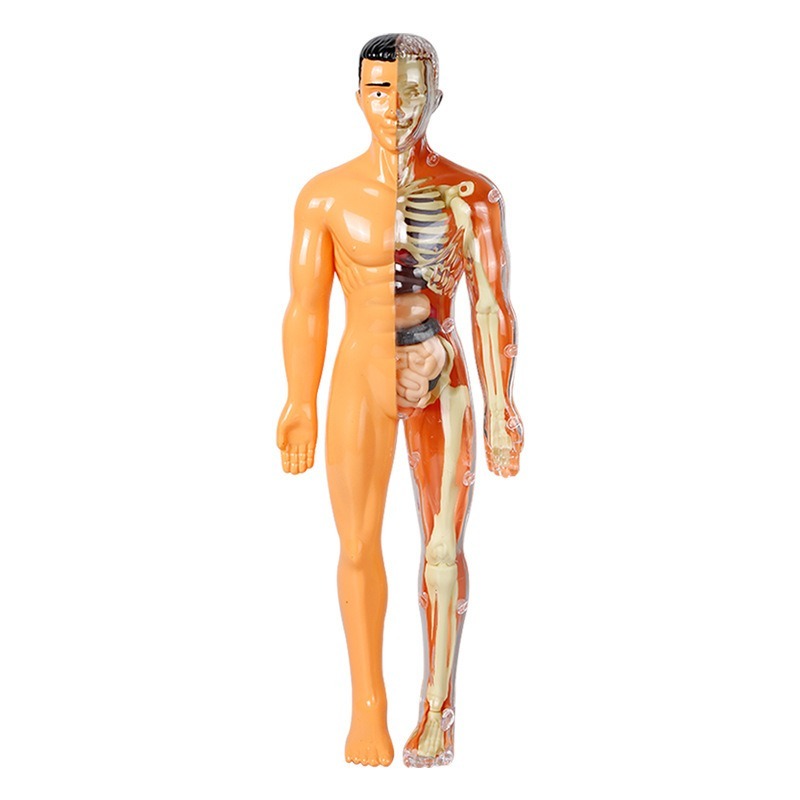ชุดทดลองวิทยาศาสตร์แบบจำลองร่า - Human Body Puzzle บทวิจารณ์และราคา