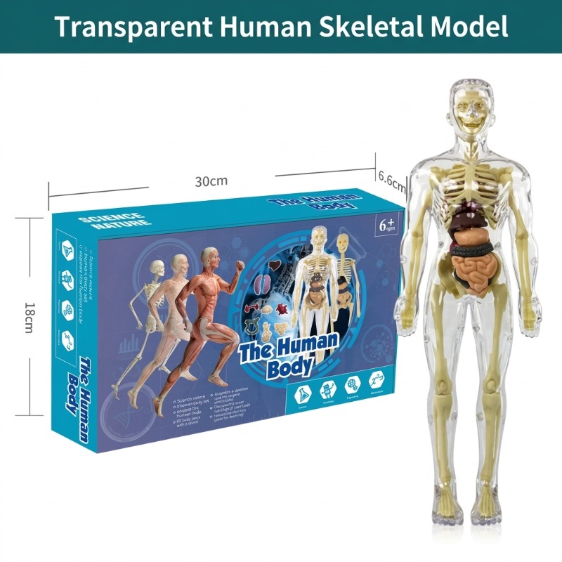 ชุดทดลองวิทยาศาสตร์แบบจำลองร่า - Human Body Puzzle บทวิจารณ์และราคา