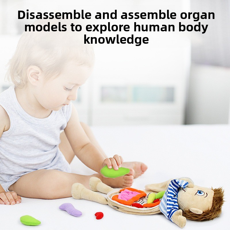 ตัวต่อจิ๊กซอว์รูปอวัยวะมนุษย์  - Human Body Puzzle บทวิจารณ์และราคา