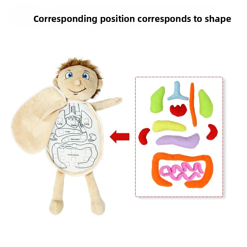 ตัวต่อจิ๊กซอว์รูปอวัยวะมนุษย์  - Human Body Puzzle บทวิจารณ์และราคา