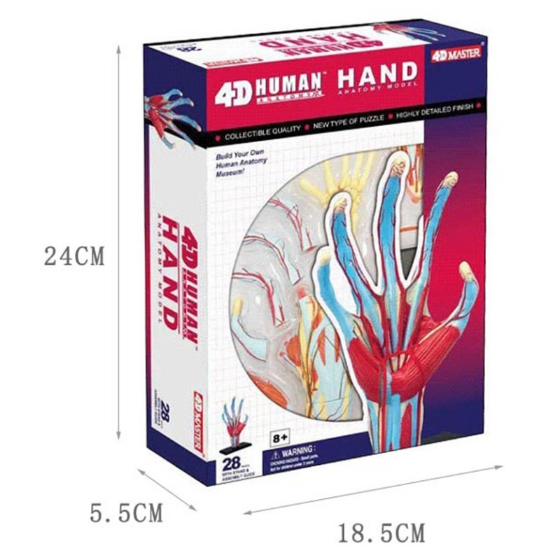 4d Master มนุษย์มือกระดูกกล้าม - Human Body Puzzle บทวิจารณ์และราคา