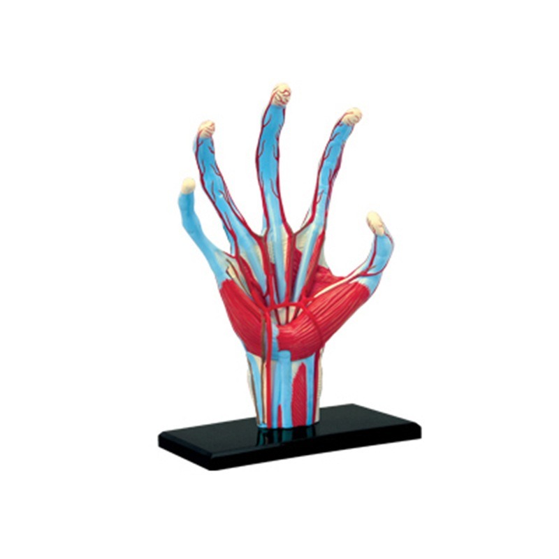 4d Master มนุษย์มือกระดูกกล้าม - Human Body Puzzle บทวิจารณ์และราคา