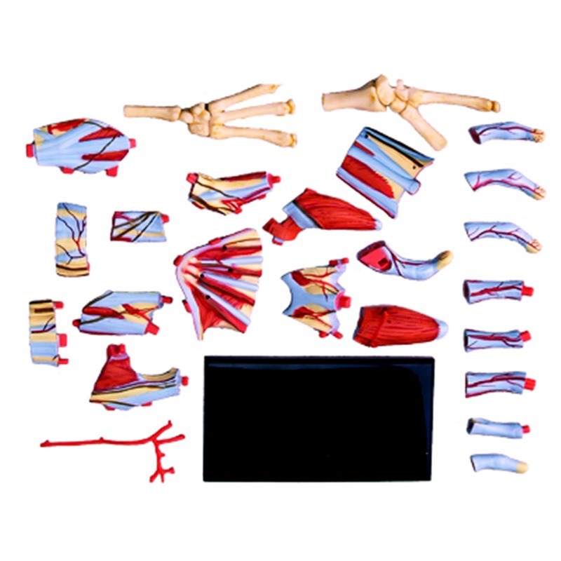 4d Master มนุษย์มือกระดูกกล้าม - Human Body Puzzle บทวิจารณ์และราคา
