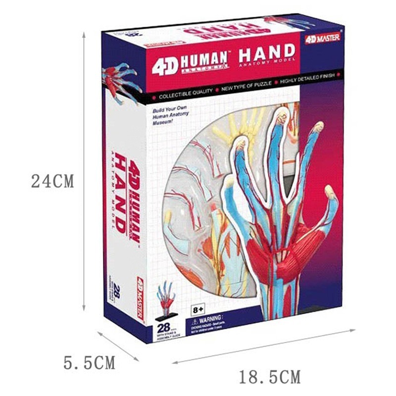 4d Master มนุษย์มือกระดูกกล้าม - Human Body Puzzle บทวิจารณ์และราคา