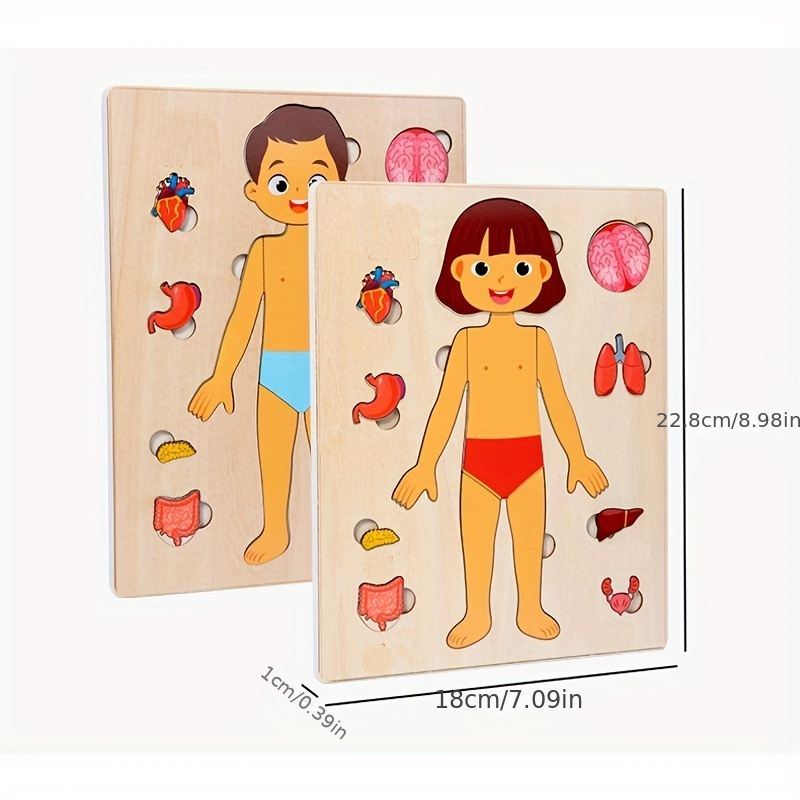 ชุดตัวต่อปริศนาร่างกายมนุษย์สำ - Human Body Puzzle บทวิจารณ์และราคา
