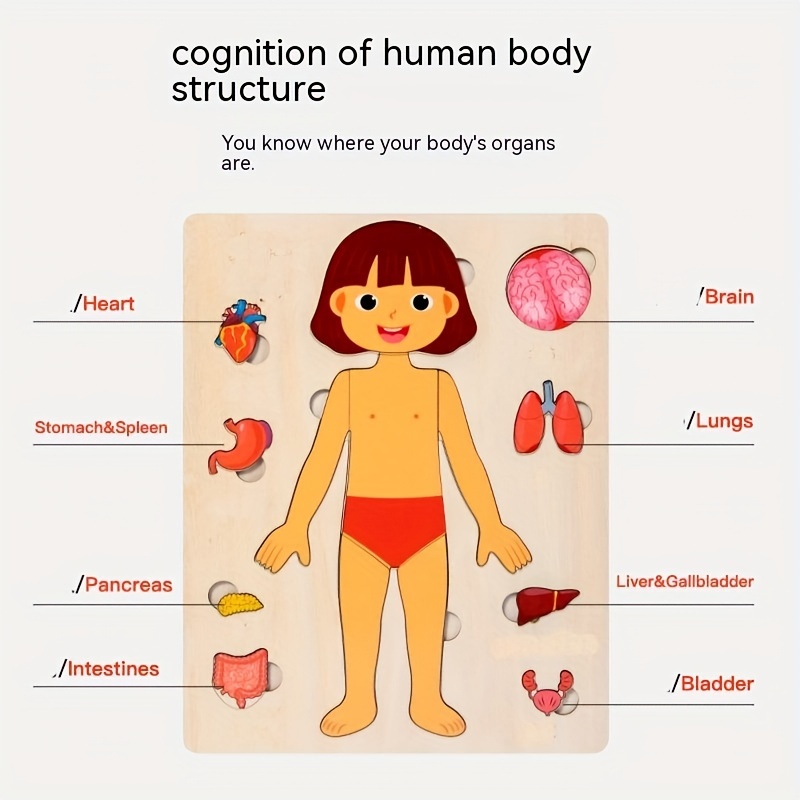 ชุดตัวต่อปริศนาร่างกายมนุษย์สำ - Human Body Puzzle บทวิจารณ์และราคา