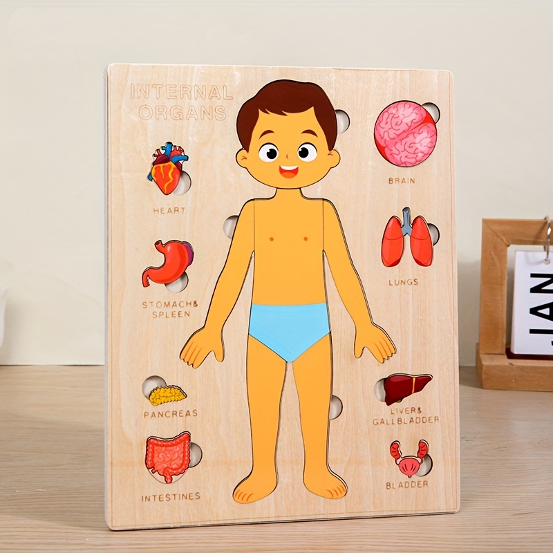 ชุดตัวต่อปริศนาร่างกายมนุษย์สำ - Human Body Puzzle บทวิจารณ์และราคา