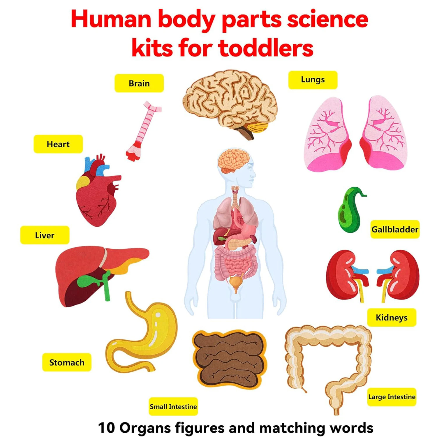กระดานสักหลาดชิ้นส่วนร่างกายมน - Human Body Puzzle บทวิจารณ์และราคา
