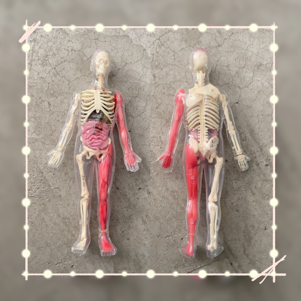 ของเล่นแบบประกอบเองสำหรับเด็ก  - Human Body Puzzle บทวิจารณ์และราคา