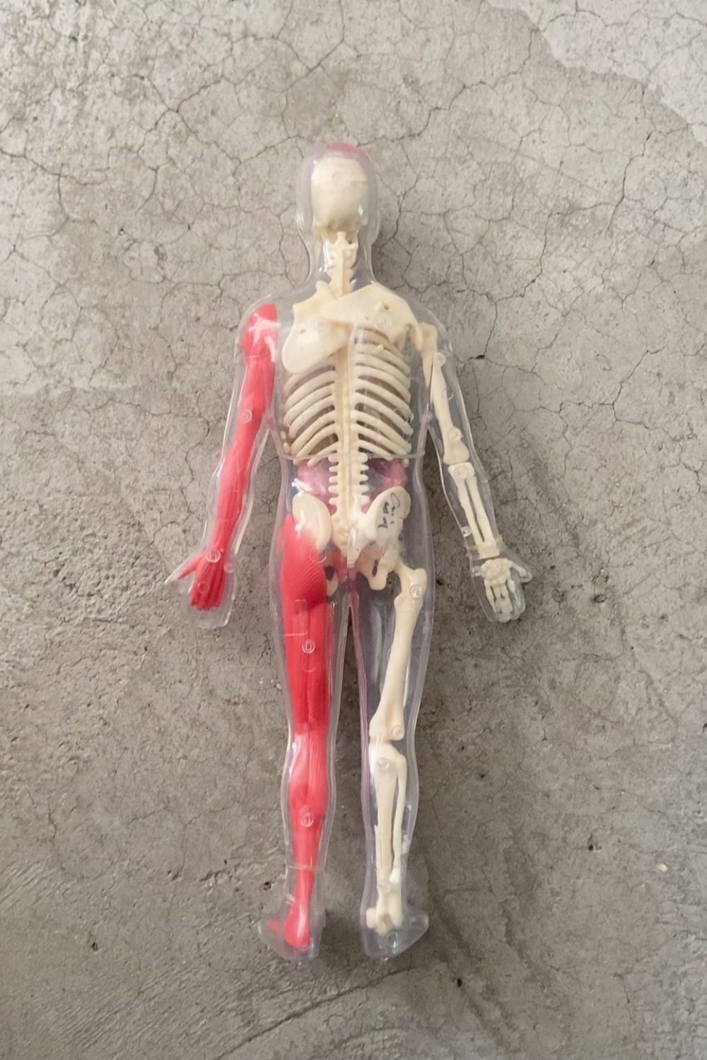 ของเล่นแบบประกอบเองสำหรับเด็ก  - Human Body Puzzle บทวิจารณ์และราคา