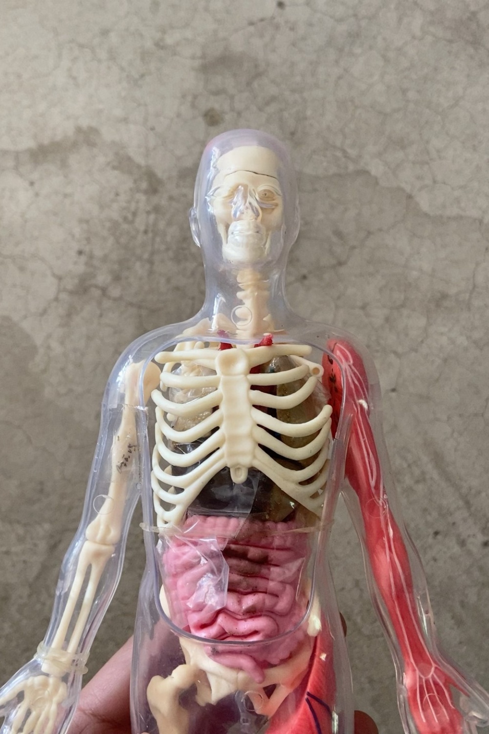 ของเล่นแบบประกอบเองสำหรับเด็ก  - Human Body Puzzle บทวิจารณ์และราคา