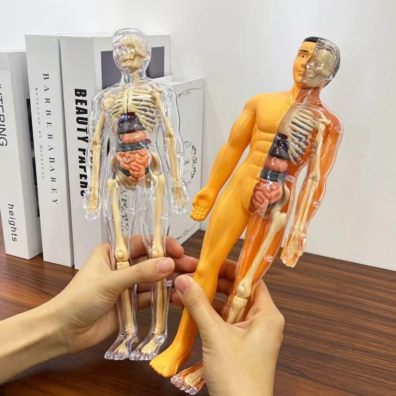 3D Human Body ลําตัวสําหรับเด็ - Human Body Puzzle บทวิจารณ์และราคา