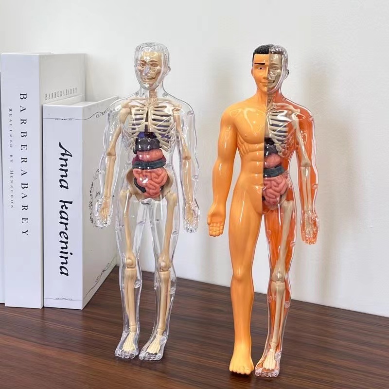 3D Human Body ลําตัวสําหรับเด็ - Human Body Puzzle บทวิจารณ์และราคา