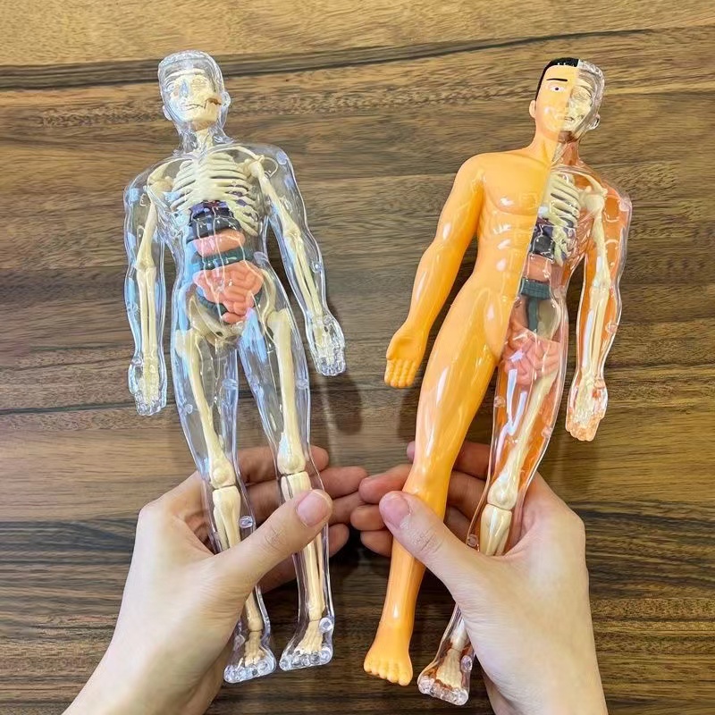 3D Human Body ลําตัวสําหรับเด็ - Human Body Puzzle บทวิจารณ์และราคา
