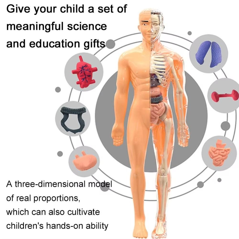 พลาสติก 3d โมเดลลำตัวมนุษย์ DI - Human Body Puzzle บทวิจารณ์และราคา