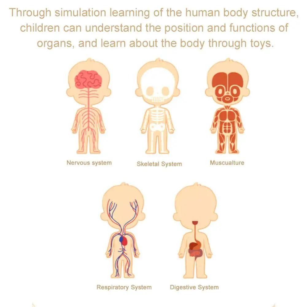 พลาสติก 3d โมเดลลำตัวมนุษย์ DI - Human Body Puzzle บทวิจารณ์และราคา