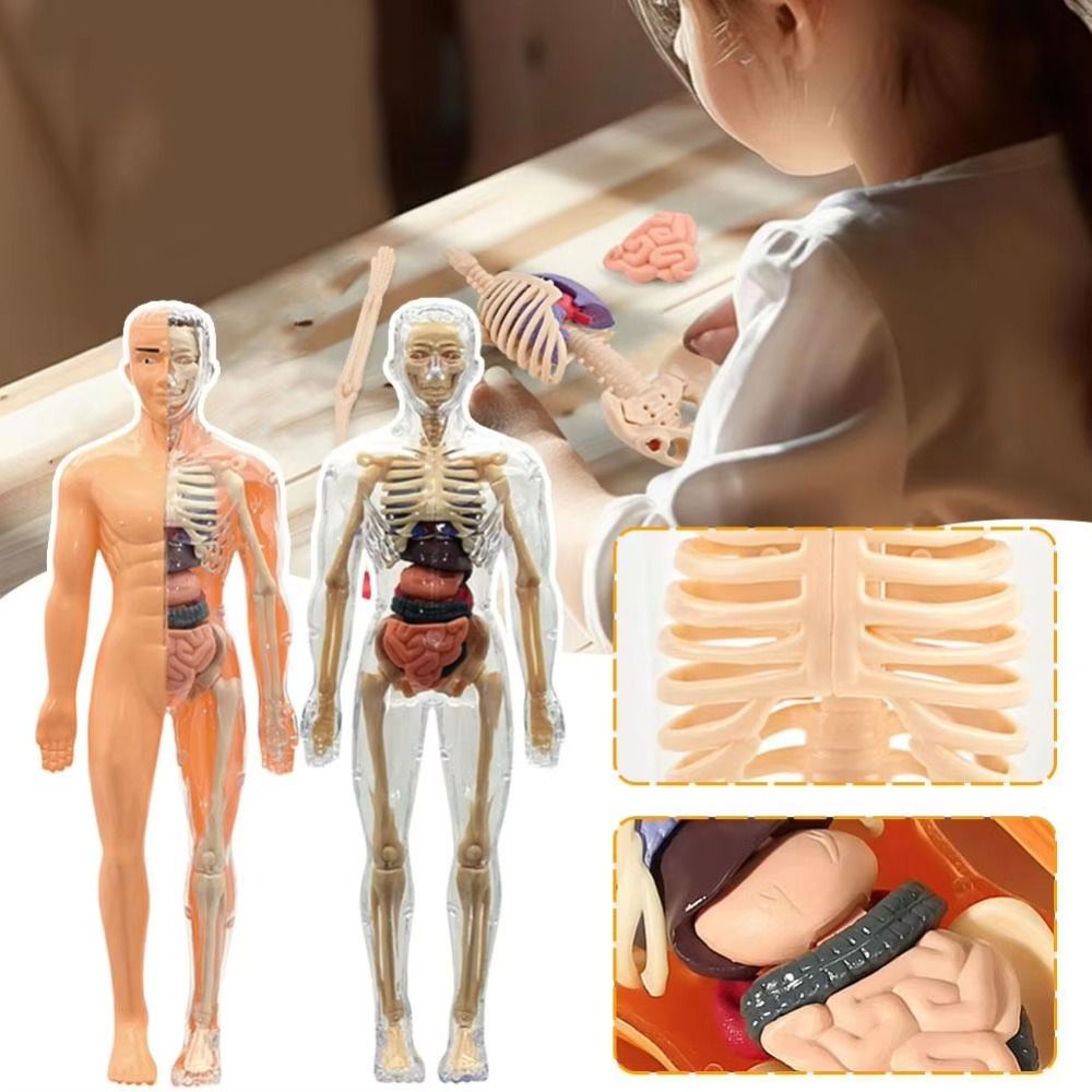 พลาสติก 3d โมเดลลำตัวมนุษย์ DI - Human Body Puzzle บทวิจารณ์และราคา